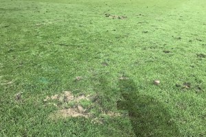 حل مشکل چمن ورزشگاه نقش جهان تا دو هفته آینده